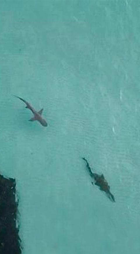 Tiburón y cocodrilo