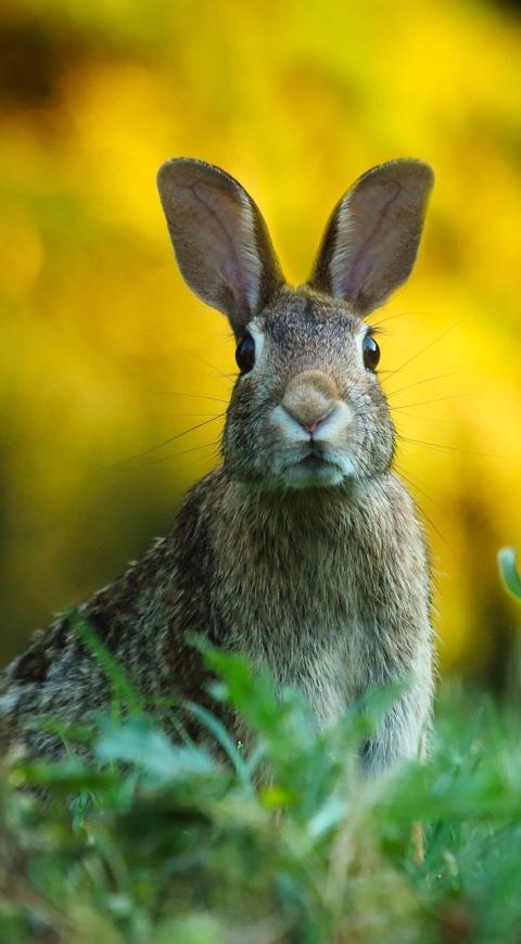 Conejo