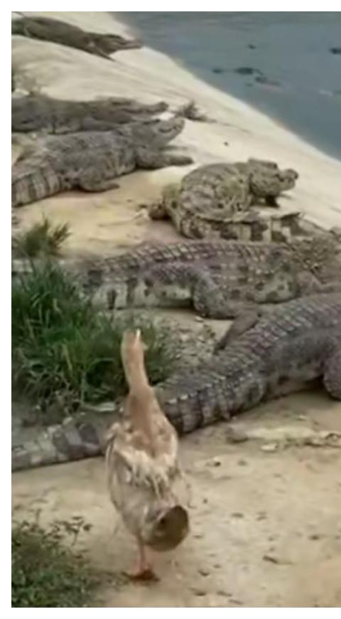 Pato se salva de ser comido por cocodrilos