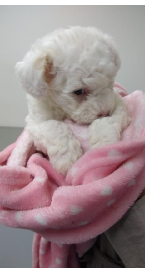 Cachorrita Molly