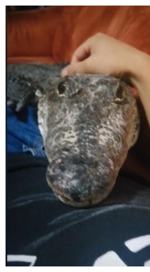cocodrilo consentido