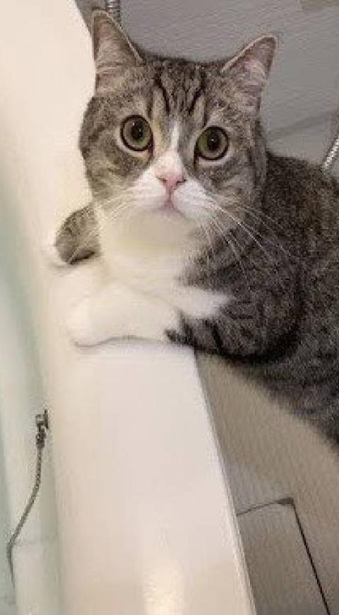 Gato japonés