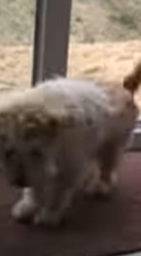 perro se limpia las patas