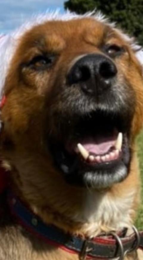 Browinie, el perro de Gabriel Boric Browinie, el perro de Gabriel Boric