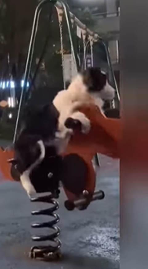 Perrito montando un caballito de madera