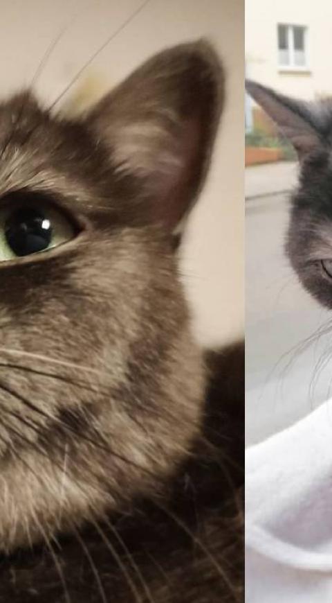 Bean, el gato mal humorado