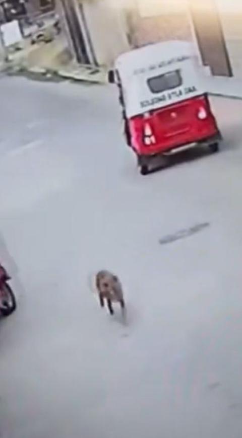 Perro causa accidente de tránsito Perro causa accidente de tránsito