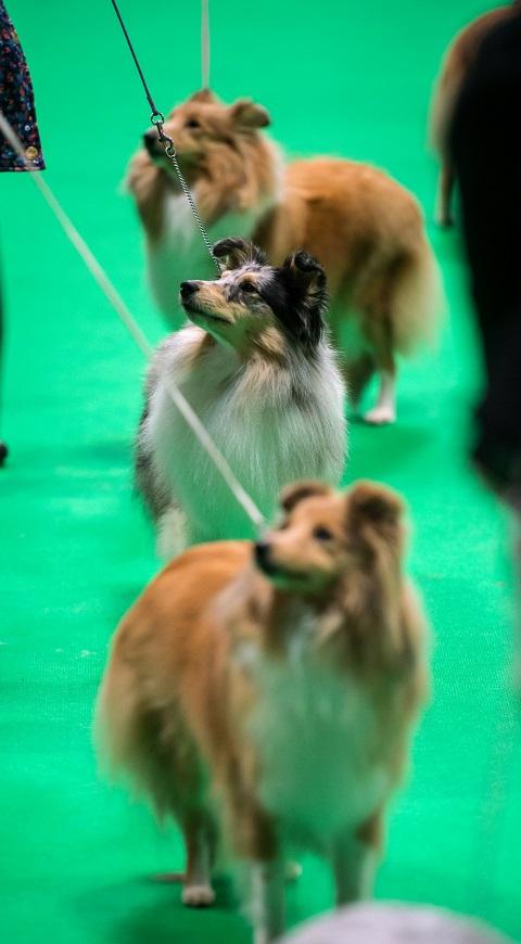 Competencia de perros