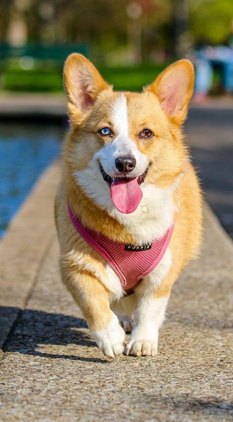 Perro corriendo en la calle