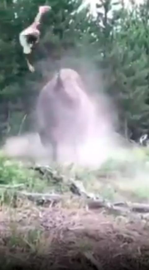 Bisonte embiste a niña