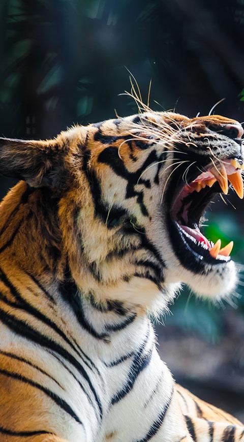 Tigre de bengala