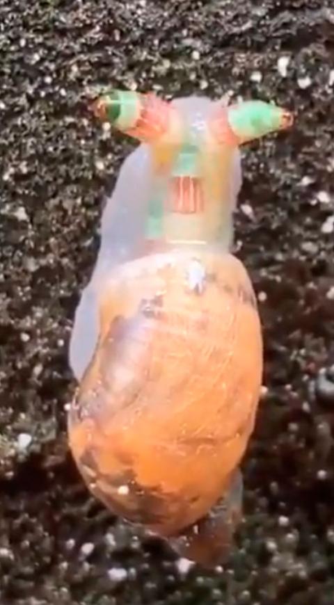 Caracol Zombie se tomó las redes sociales