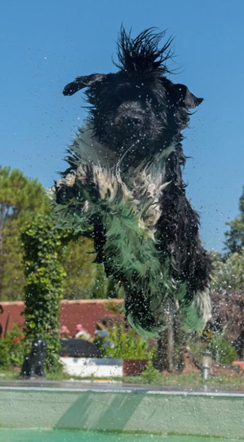 Perro salta al agua