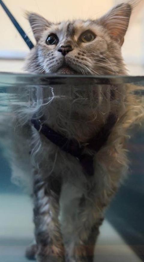 Bess es una gata que sufre de artritis