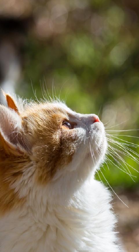 Gatos Gatos