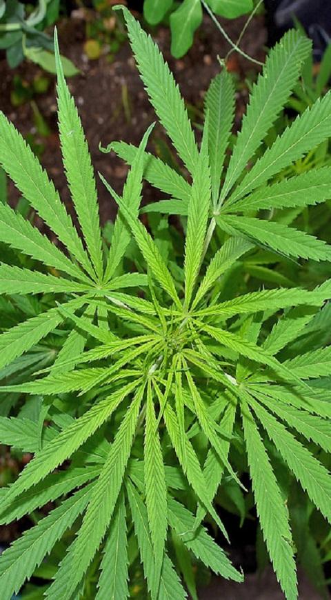 Planta de cannabis