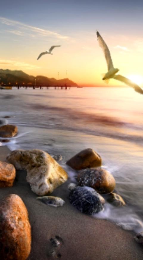 Animales