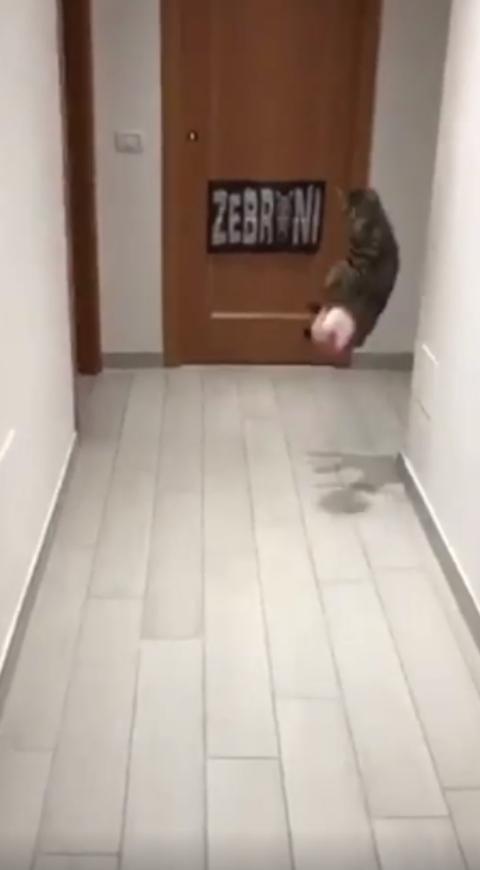Gato