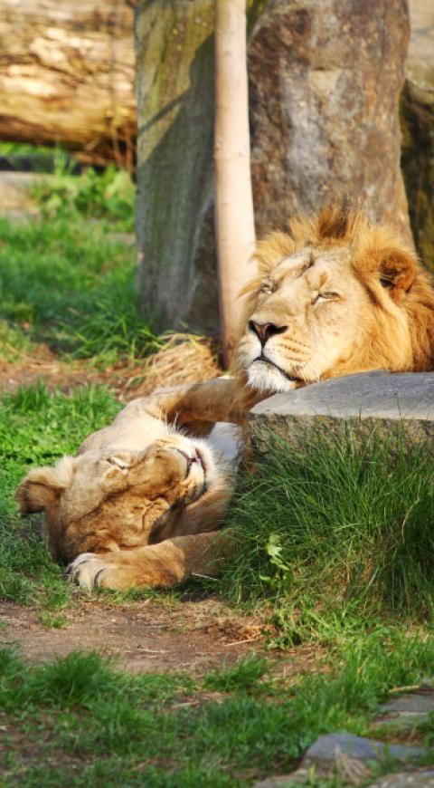zoológico