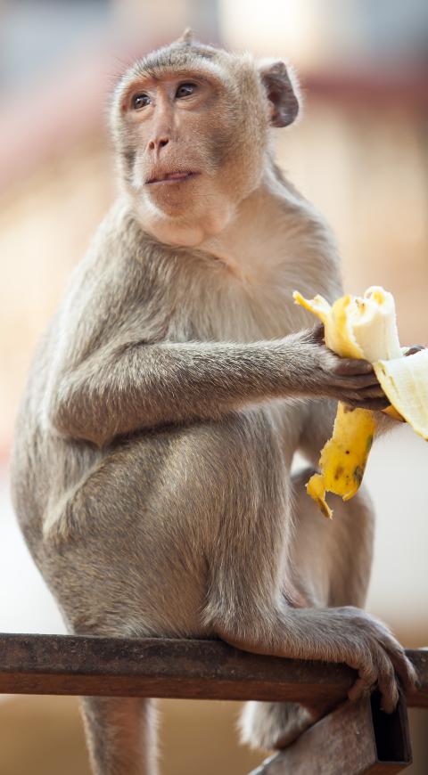 Monos
