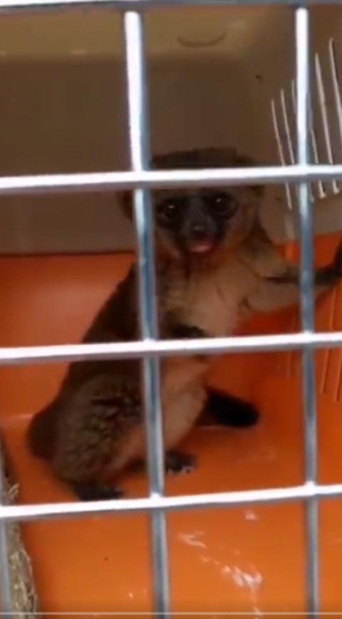 Olinguito
