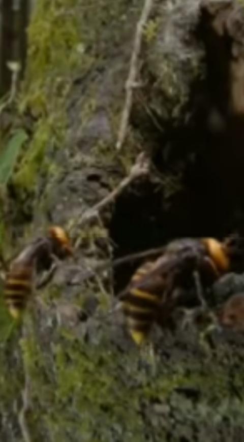 Avispón asesino