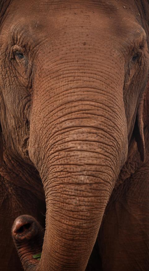 Elefante