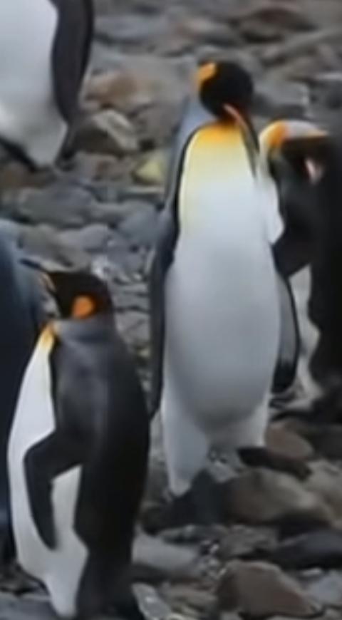 Pingüinos