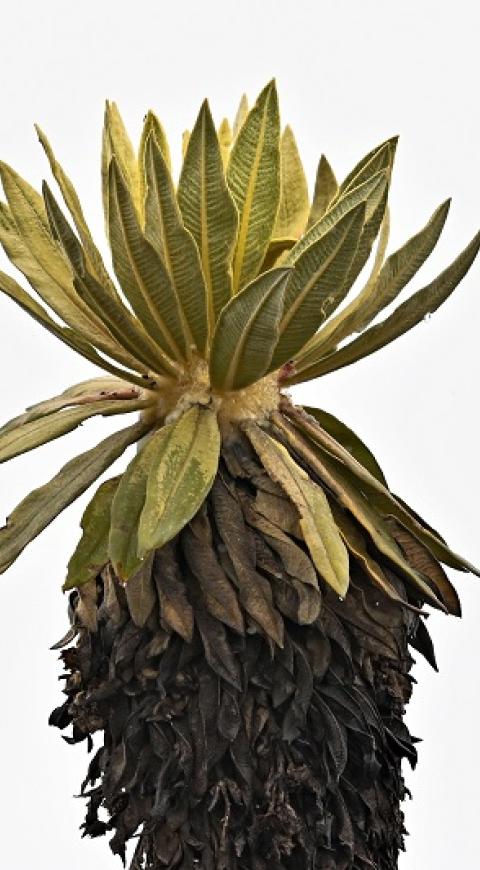 Frailejón