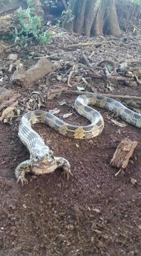 Serpiente con patas