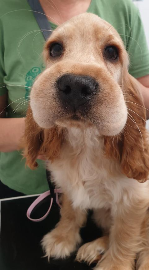 Sonja
