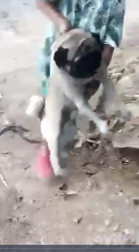 Maltrato animal en Tolima
