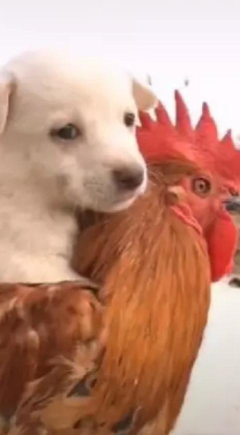 cachorro montó un gallo como si fuera un caballo