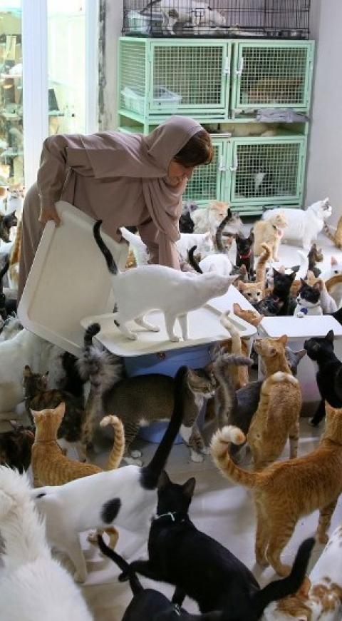 Maryam al Balushi, la mujer que tiene casi 500 gatos