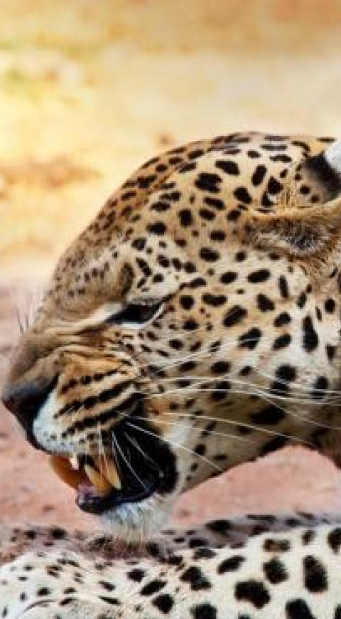 Leopardo