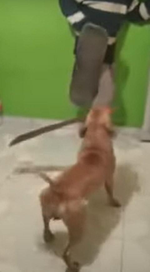 Perro con machete