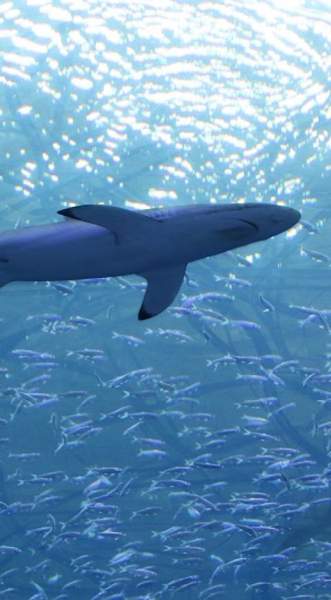 Tiburón foto vertical