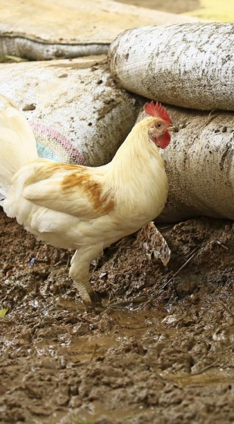 Gallina