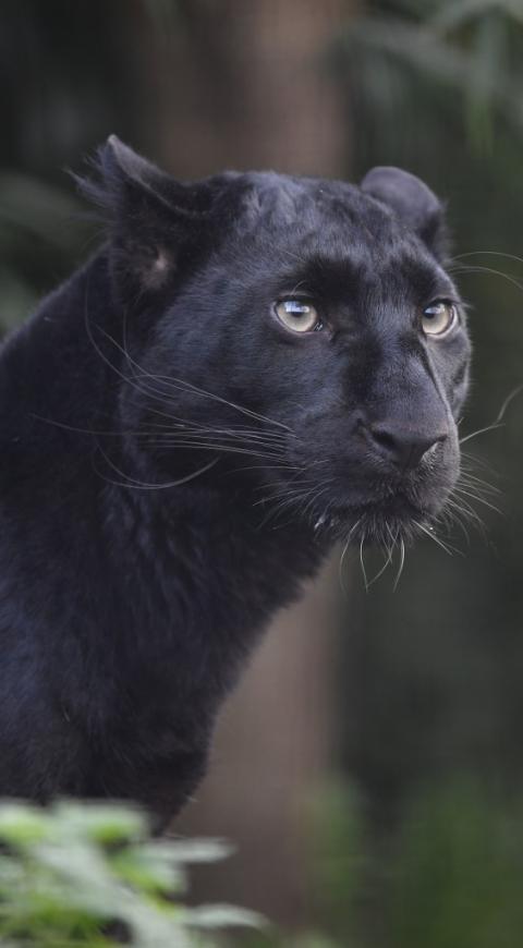Pantera