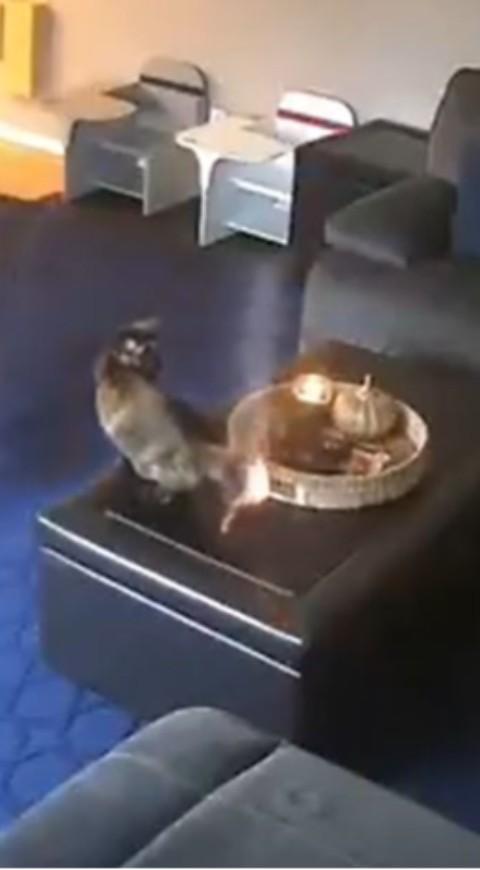 Gato al que se le quema la cola