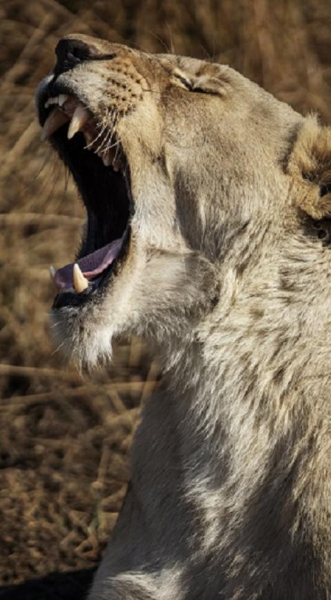 Leones /Referencia vertical