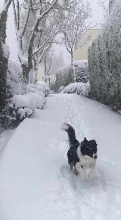 Perros en nevada de España