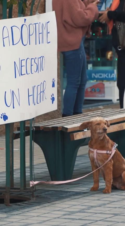 Adóptame necesito un hogar, un experimento social sobre la adopción de mascotas
