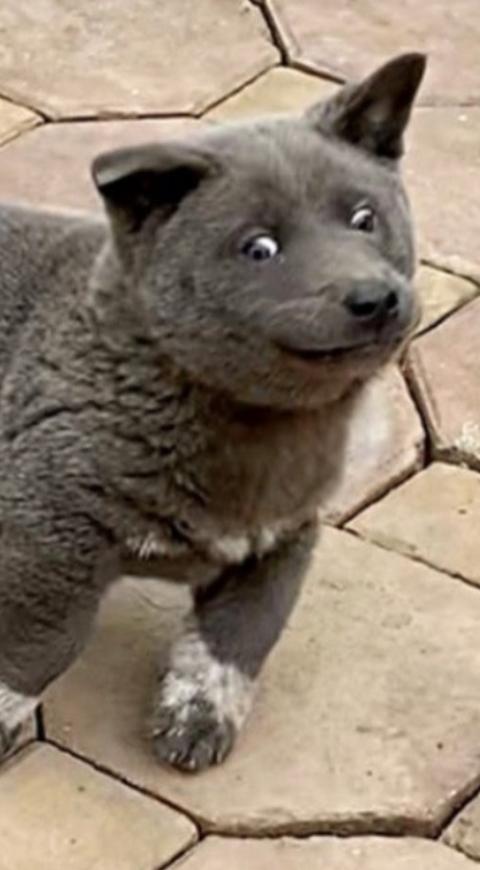 Dui el perro foca
