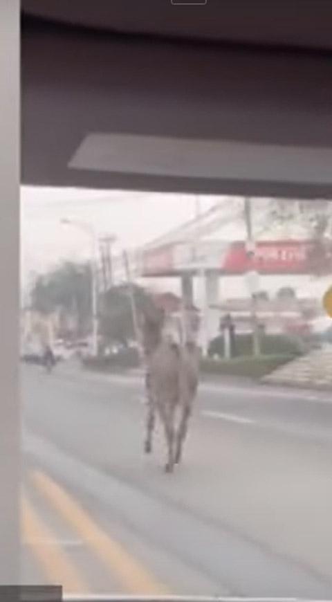 Burro huye de restaurante