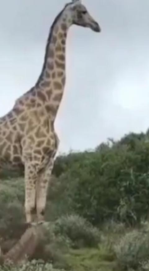 Jirafa y su cría
