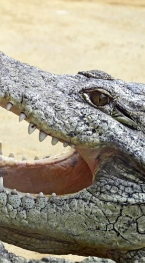 Cocodrilo imagen de referencia