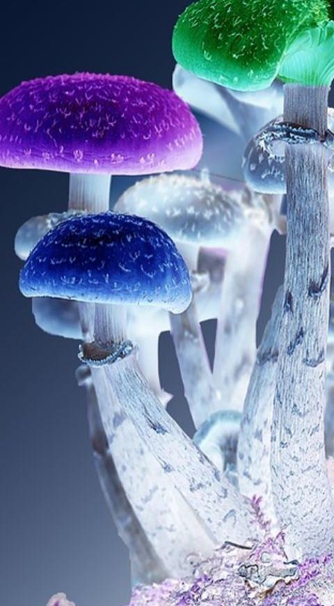Hongos Hongos