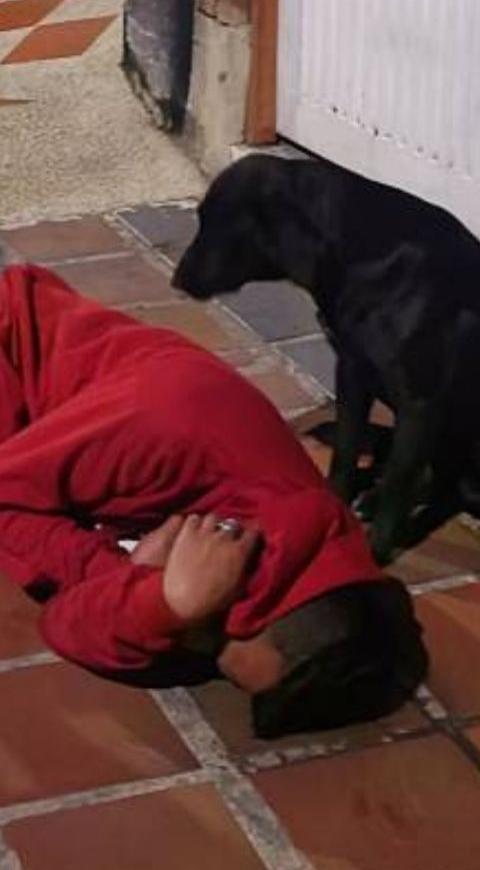 Perro cuida de su amo borracho Perro cuida de su amo borracho