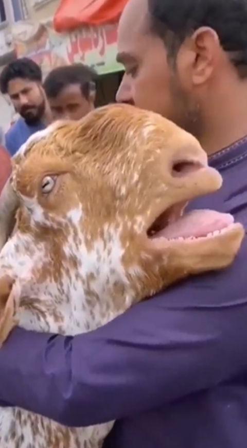 Cabra llora al ser vendida Cabra llora al ser vendida